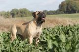 BULLMASTIFF 136